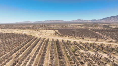 cinematic drone shot of pecan orchard, wide drone shot with mountains in the distance