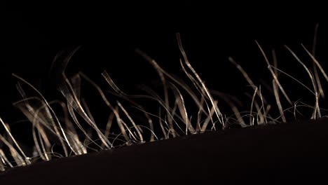 close-up view of hair follicles