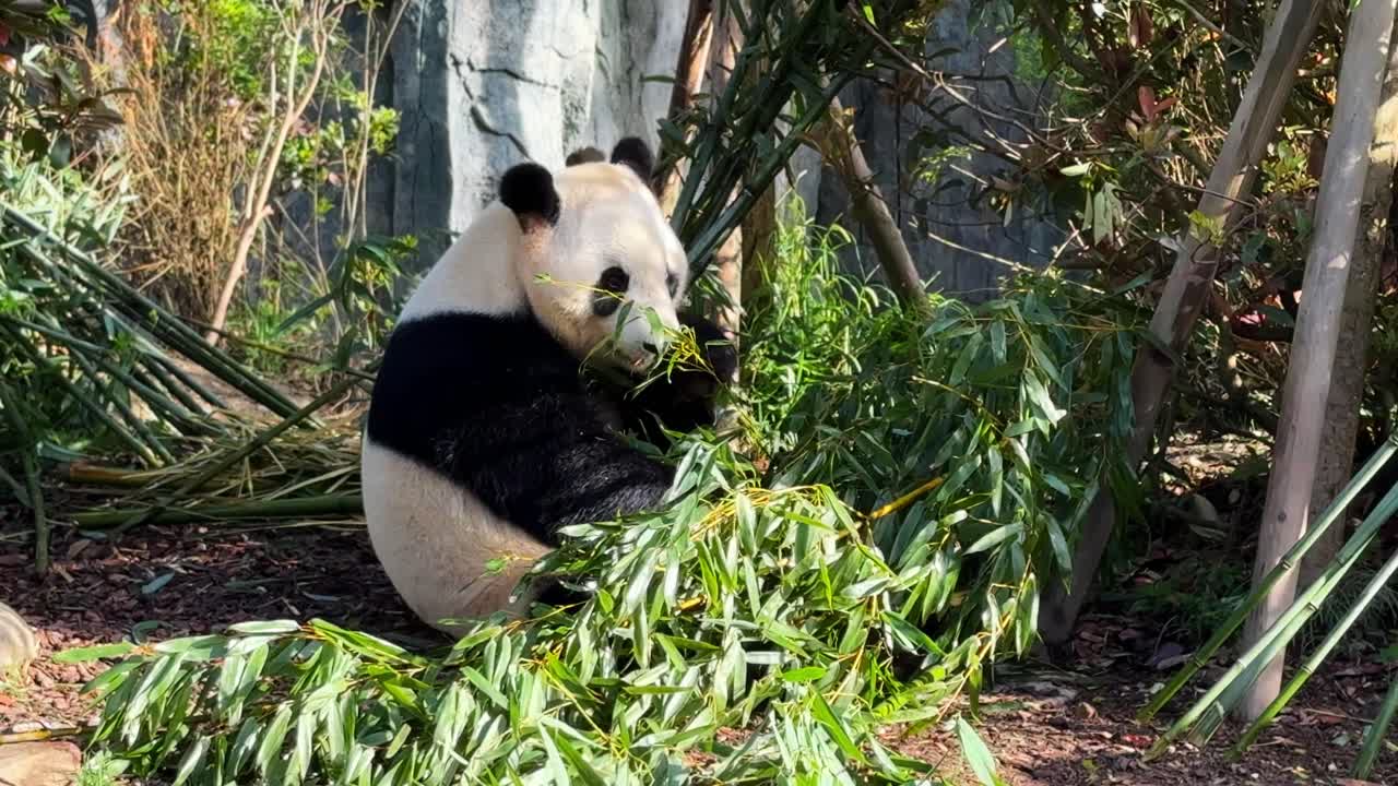 Panda eating bamboo on floor with rocks in background