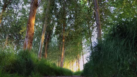 Schöne-Aussicht-Auf-Den-Wald-Bei-Sonnenuntergang-Am-Fluss