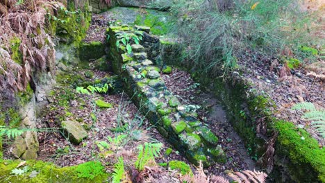 Ancient Stone Ruins Overgrown with Moss in a Forest