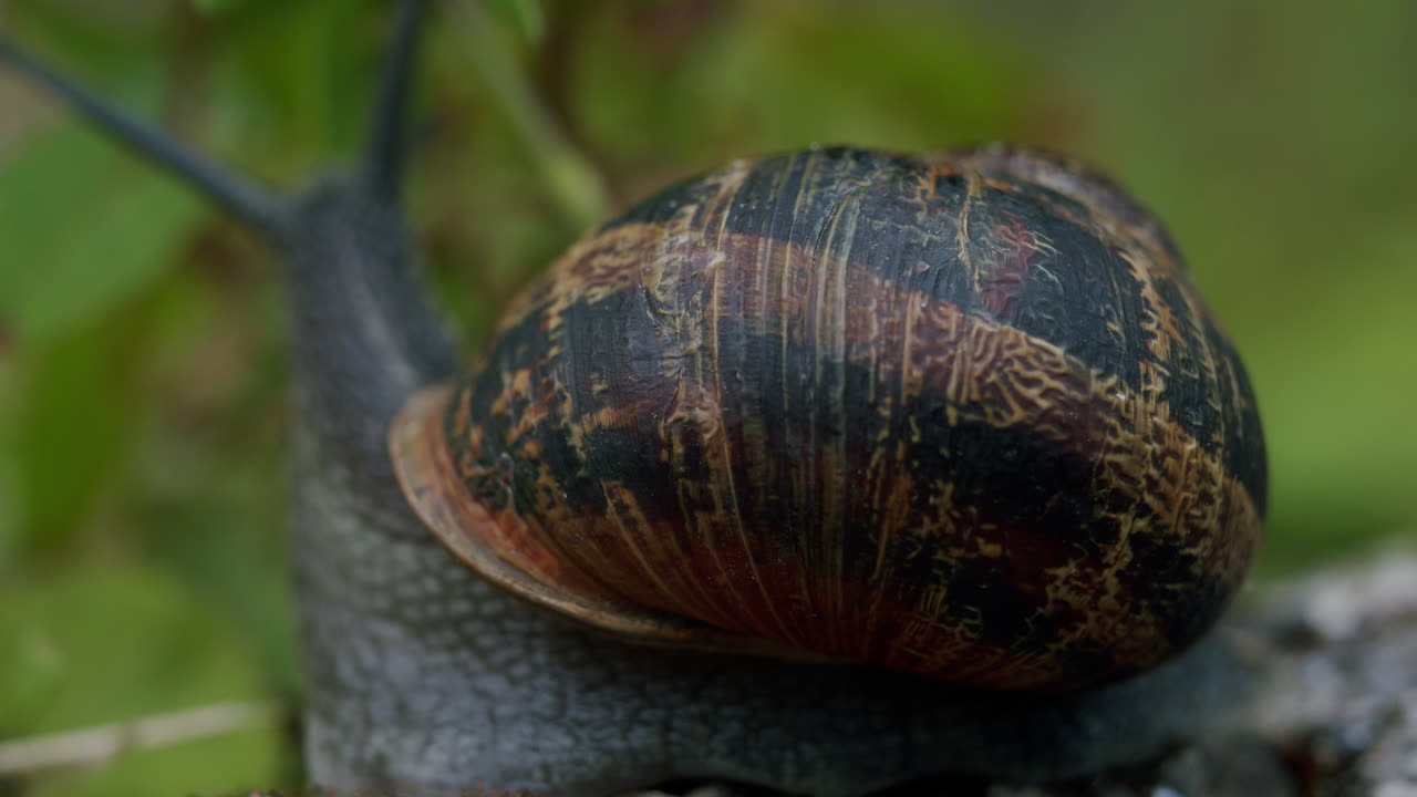 Garden snail shell seen in macro closeup detail