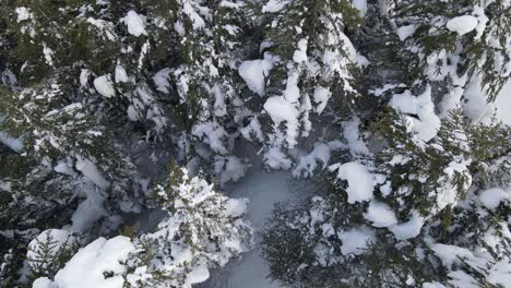 Aerial-Snow-cap-Coniferous