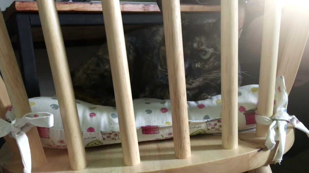 고양이가 부드러운 의자에 누워서 카메라를 쳐다보고 있다