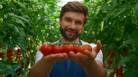 trabajador de la granja que muestra la cosecha de tomates sonriendo en verde gran jardín de cerca