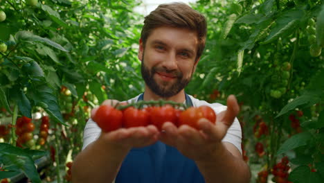 farm worker showing tomatoes harvest smiling in green big garden closeup