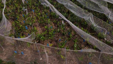 Agricultural-Fields-Dedicated-to-Farming-Activities-in-Megadim-Moshav,-Israel---Aerial-Drone-Shot