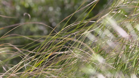 feather grass in the wind at the shoreline of a big lake with blurred out background