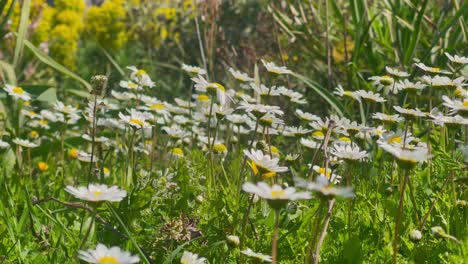 Gänseblümchenblüten-An-Einem-Frühlingstag-Bei-Leichtem-Wind-Mit-Bienen