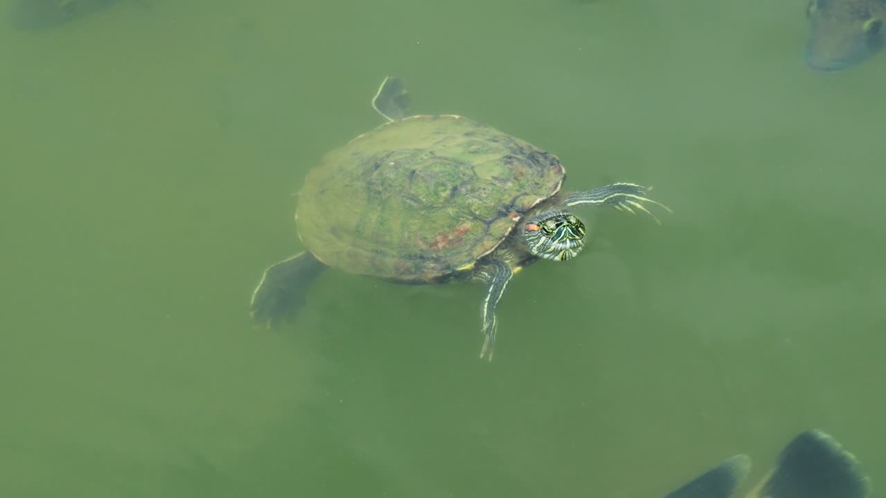 Red-eared Slider Swimming In Green Murky Water. Red-eared Terrapin. closeup shot