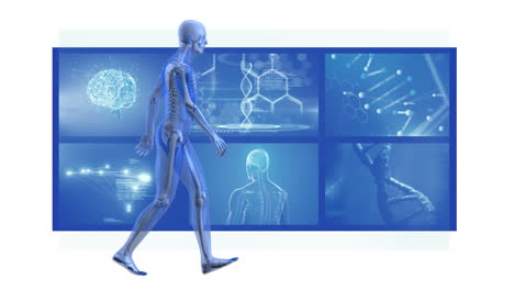 animation of human model walking man with mri scan screens