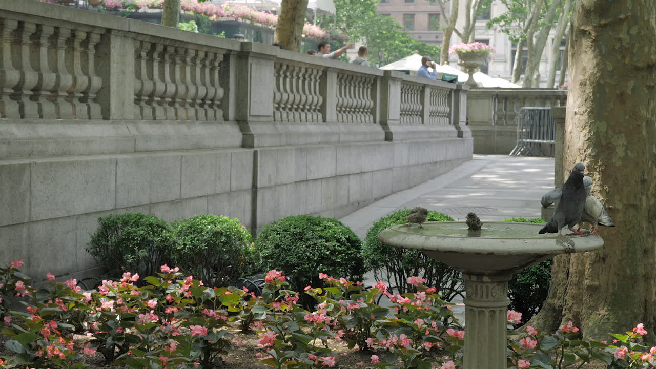 Pájaros bañándose en NYC