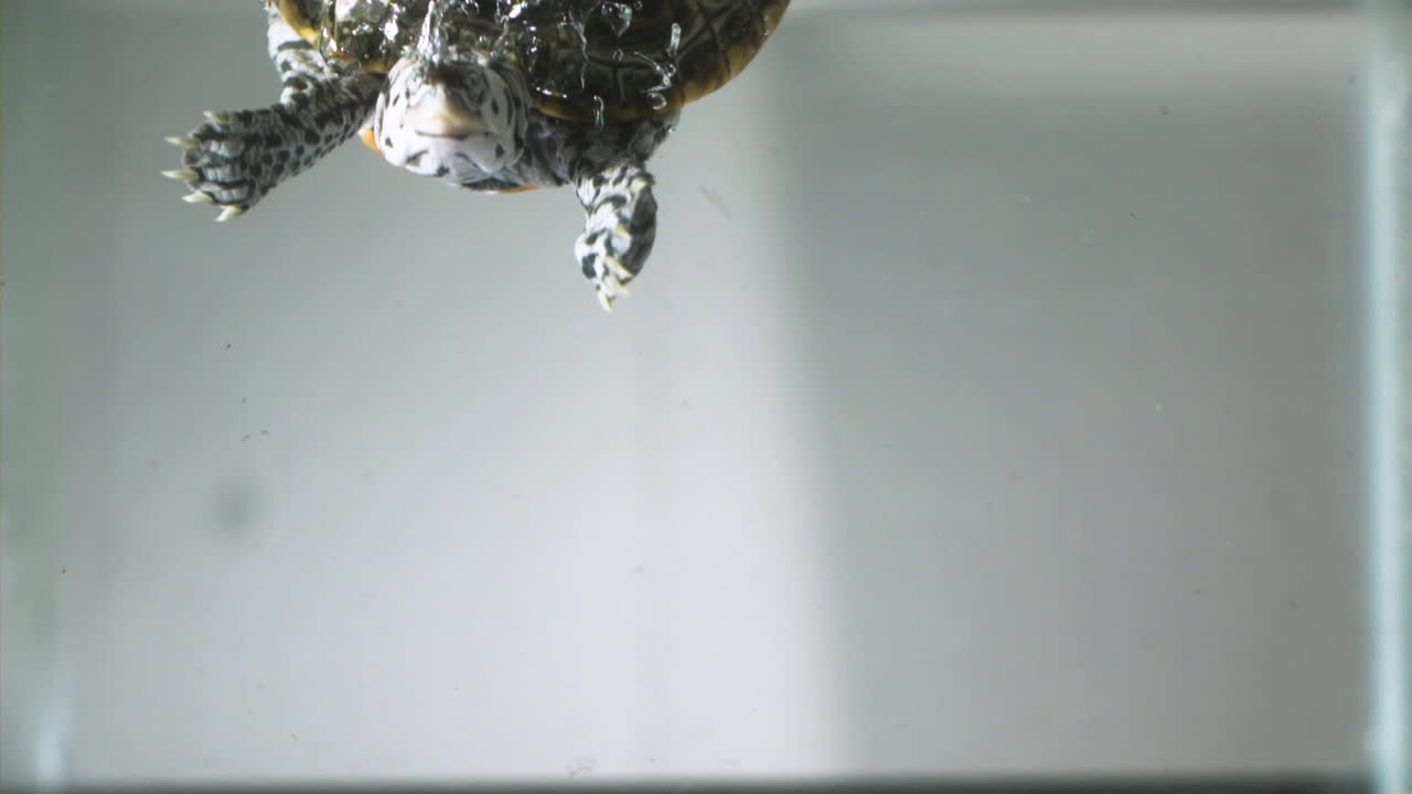 물 속으로 떨어지는 거북이 슬로우 모션