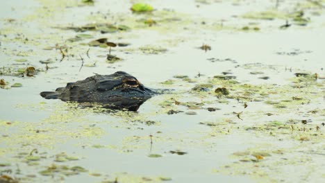 Ojo-De-Cocodrilo-Sobre-Aguas-Tranquilas-Con-El-Resto-Del-Cuerpo-Sumergido,-Vegetación-Acuática,-Humedales-De-Pantanos-De-Florida-4k