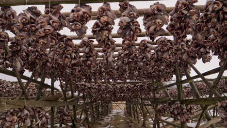 thousands of fish heads drying on wooden racks