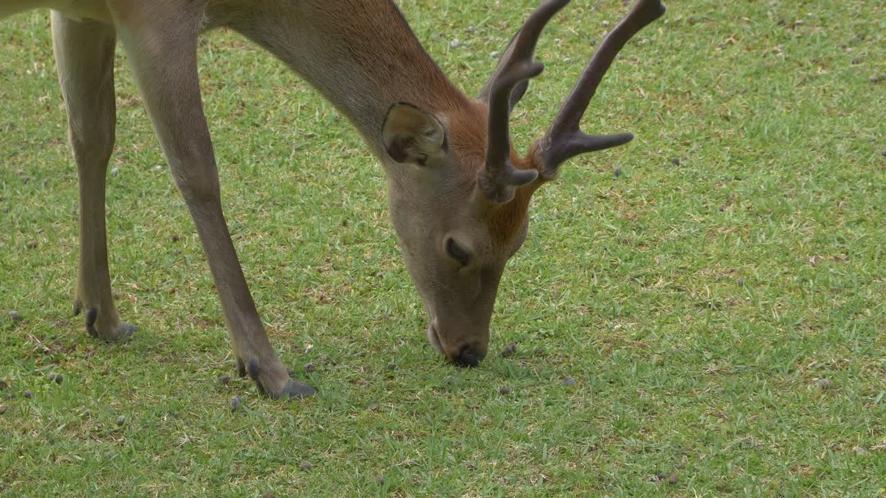 Wild Sika Deer Grazing In Nara Park At The Foot of Mount Wakakusa In Nara, Japan. - closeup shot