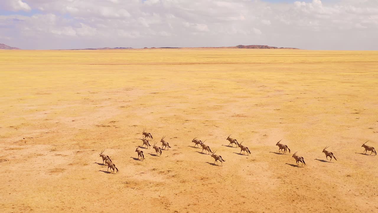 asombrosa antena sobre enormes manadas de vida silvestre de antílope oryx corriendo rápido a través de la sabana vacía y las llanuras de áfrica cerca del desierto de namib namibia