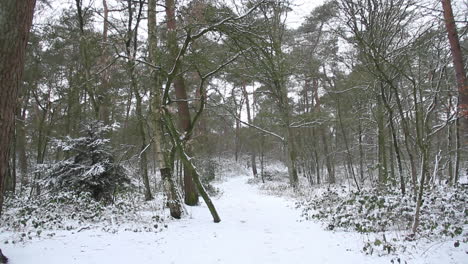 tilt down from tree tops in snow covered forest, revealing hiking trail