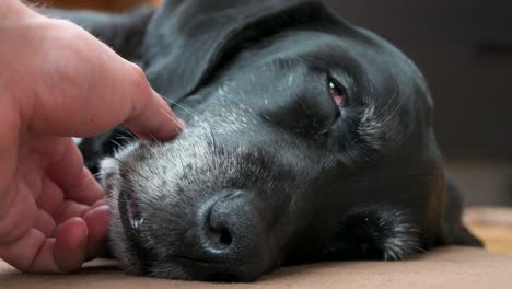 a close-up view of a sleepy old black dog as it is being pet softly on its face