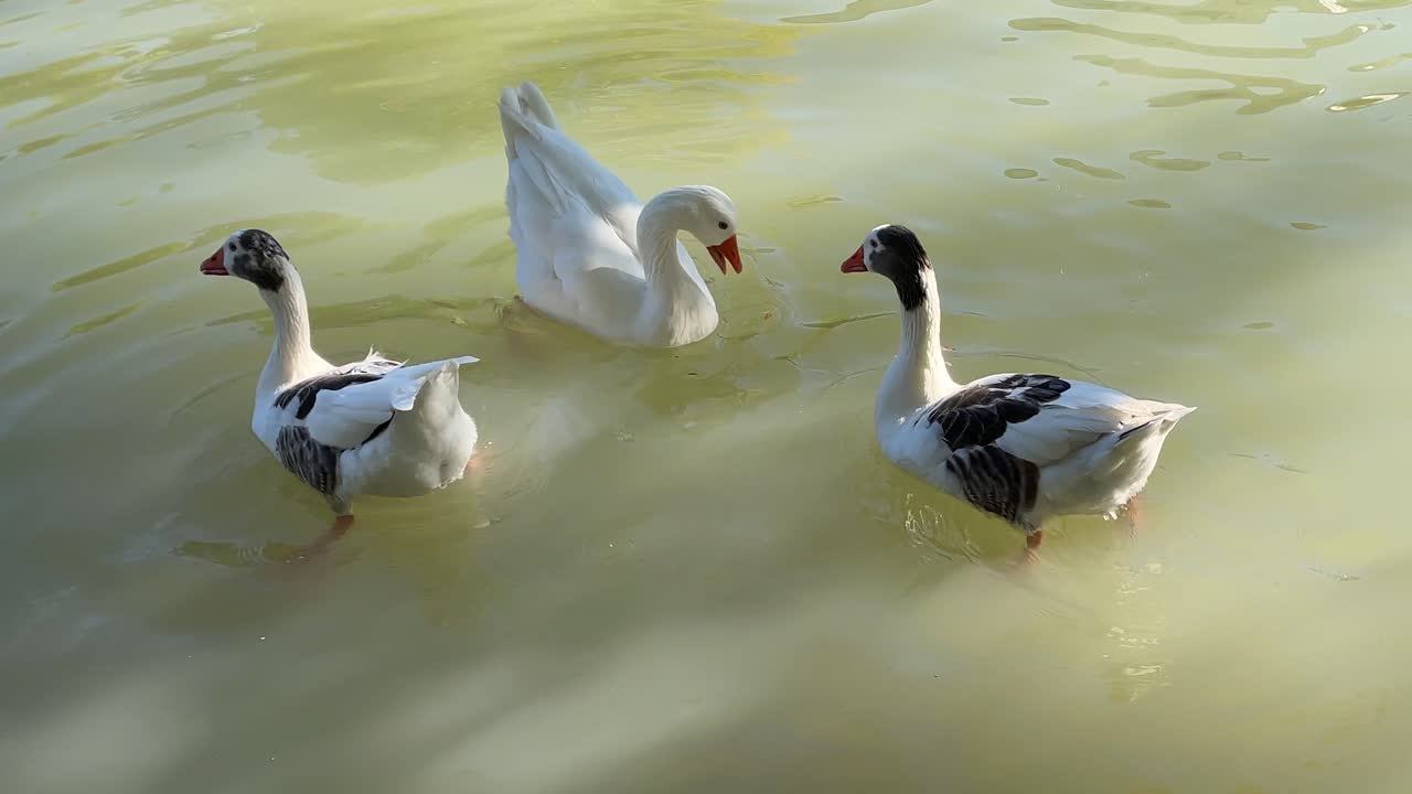 filmando en cámara lenta y en primer plano tres gansos en un río, dos son de dos colores y el otro es blanco, picotean en el agua, están activos y parecen atentos pero tranquilos.
