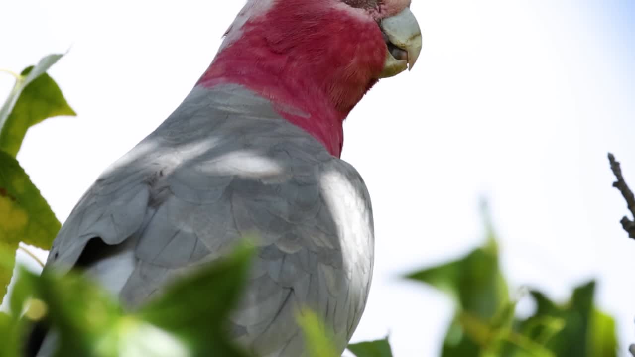 A close-up view of a Galah cockatoo perched among green leaves, showcasing its vibrant pink and grey plumage.