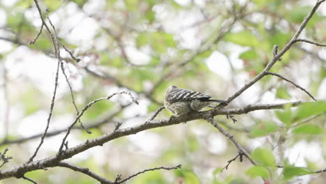 Japanischer-Zwergspecht,-Der-Tagsüber-Im-Wald-In-Der-Nähe-Von-Saitama,-Japan,-Auf-Zweigen-Pickt---Nahaufnahme