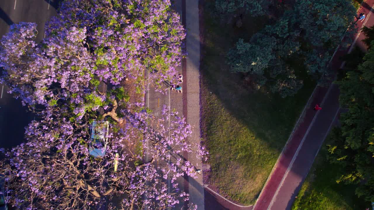 vista aérea de personas haciendo actividad física con un árbol de jacaranda de flores lilas, recoleta, buenos aires, argentina