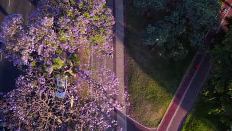 Vista-Aérea-De-Personas-Haciendo-Actividad-Física-Con-Un-árbol-De-Jacaranda-De-Flores-Lilas,-Recoleta,-Buenos-Aires,-Argentina