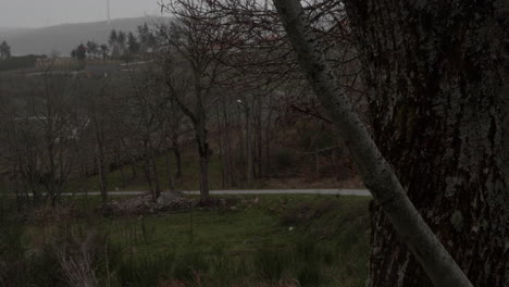 dark street thru the woods