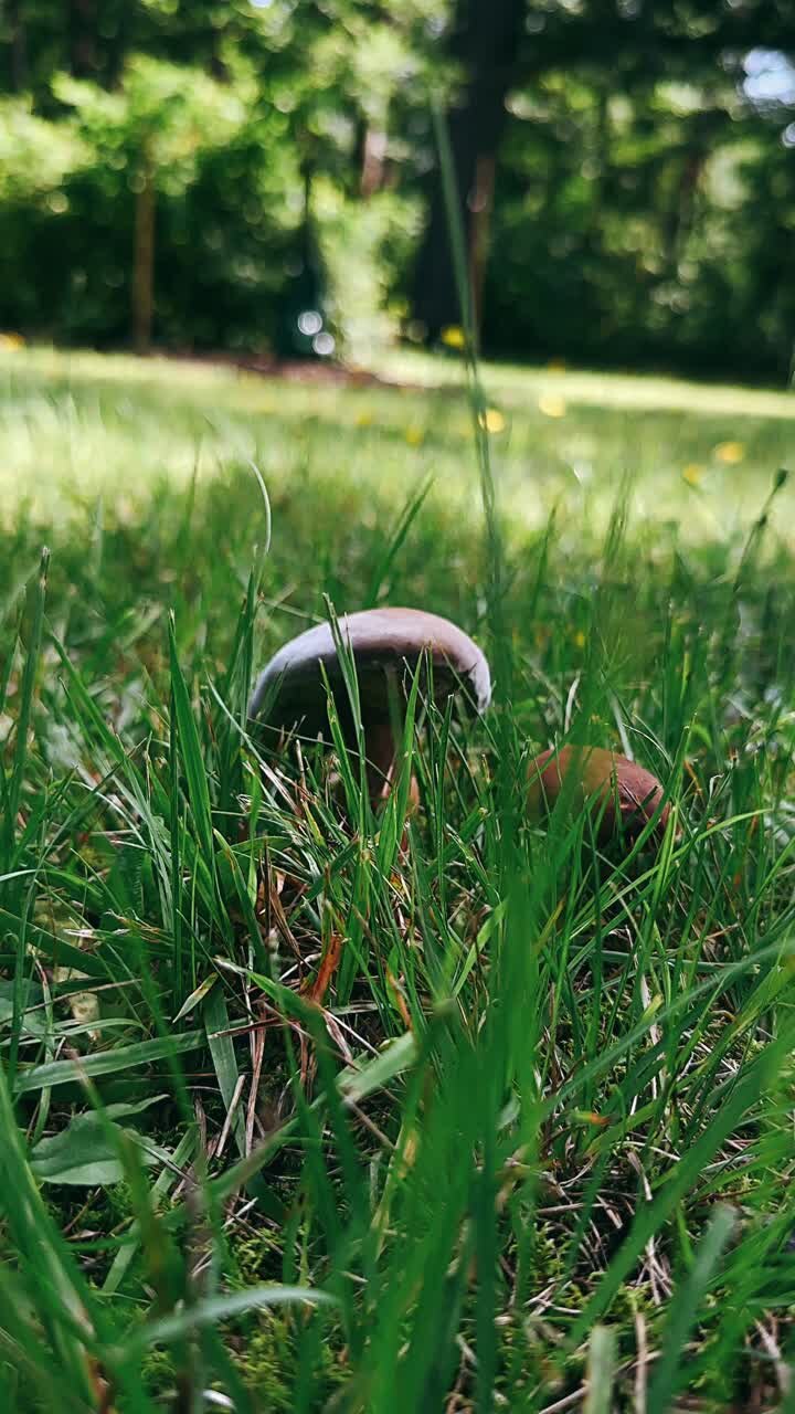 Mushrooms in the Grass