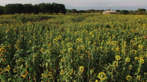 Sonnenblumenfarm-Bei-Sonnenuntergang-Mit-üppigen-Grünen-Blättern-Auf-Einem-Bauernhof-In-Afrika