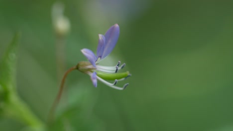 Hermosa-Flor-Morada-En-Medio-De-Las-Malas-Hierbas