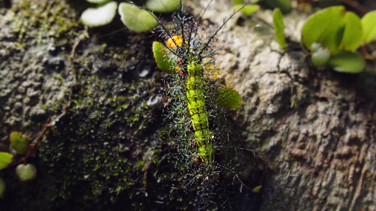 Closeup Saturniidae moth larva with colorful spines seen creeping on tree trunk in Peru’s tropical rainforest.
