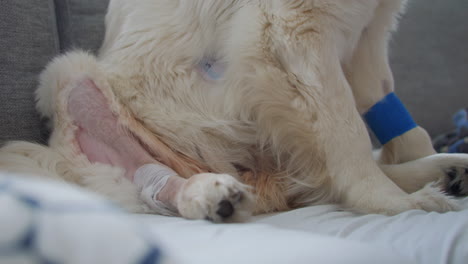 close-up of a recuperating dog after operation with a blue bandage, sitting down at home