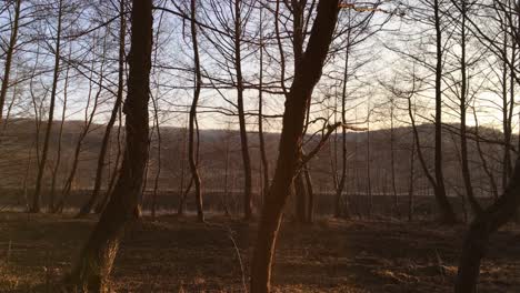 walking on a forest road, early spring season, with beautiful light coming from sunset