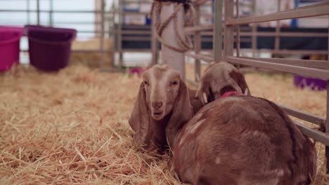 anglo-nubian goat munching while lying on the hay in cornwall, uk - close up