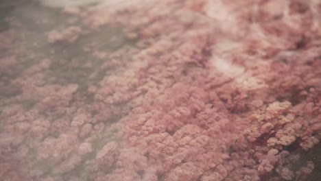 Close-Up-Red-Algae-Of-Cano-Cristales-In-Serrania-De-La-Macarena,-Colombia,-South-America