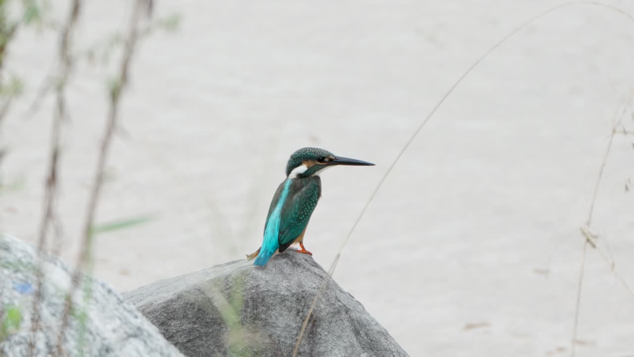 обычный рыбак вблизи, ищет пищу, ловит рыбу у ручья, сидит на возвышенной скале, летит вниз и нападает на рыбу.