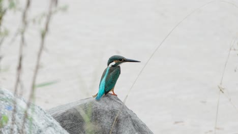 Eisvogel-Aus-Nächster-Nähe-Beim-Fischen-Am-Bach,-Sitzend-Auf-Einem-Erhöhten-Felsen-Und-Fliegen-Auffallende-Fische-Herab