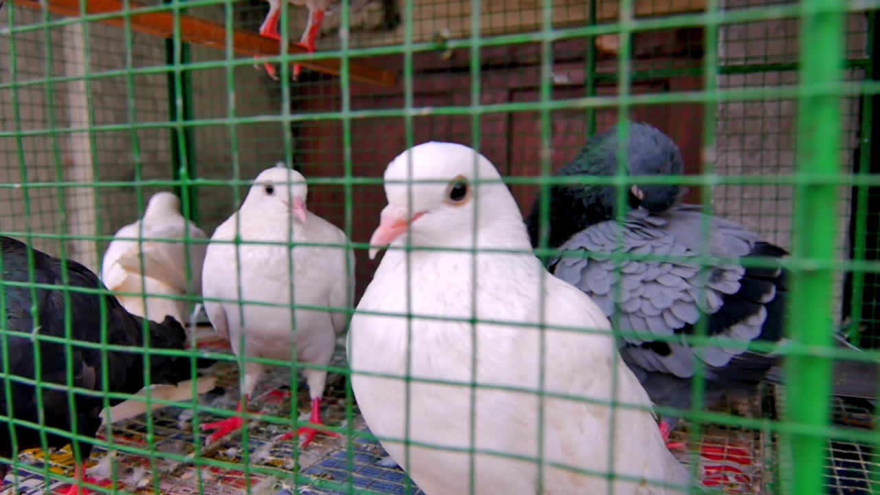 Group of pigeons and white doves inside a green wire cage, some looking curiously at the camera
