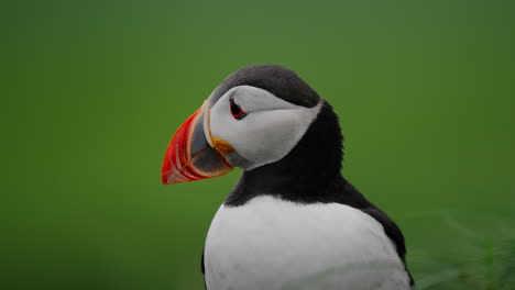 close-up of an atlantic puffin