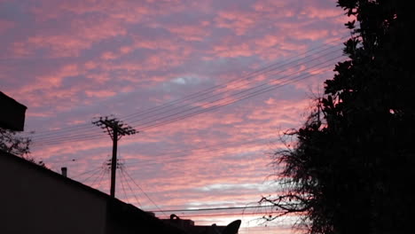 Bubblegum-Rosa-Und-Violetter-Sonnenuntergang-Mit-Baum--Und-Telefondrähten,-Wolkenblasen