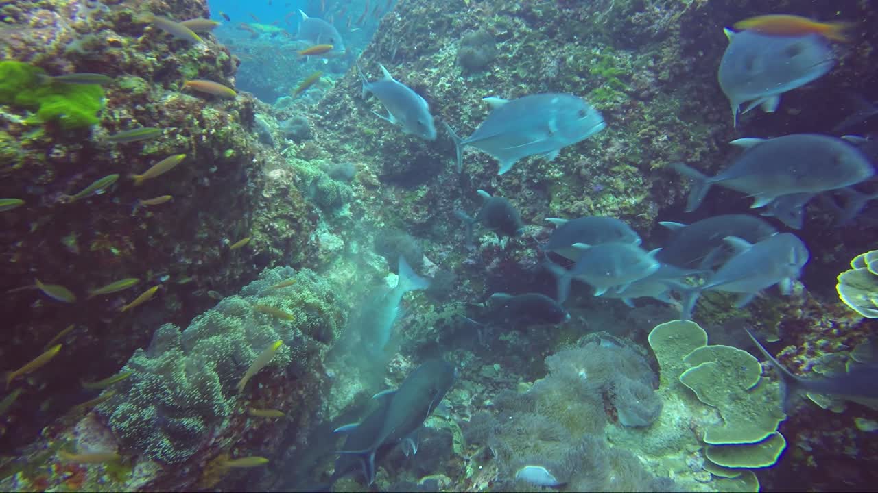 escuela de jureles cazando juntos alrededor del arrecife de coral