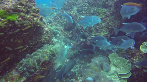 Escuela-De-Jureles-Cazando-Juntos-Alrededor-Del-Arrecife-De-Coral