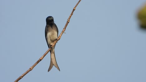 Drogo-bird-in-tree-waiting-for-food-