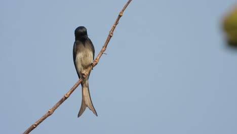 pájaro drogo en el árbol esperando comida