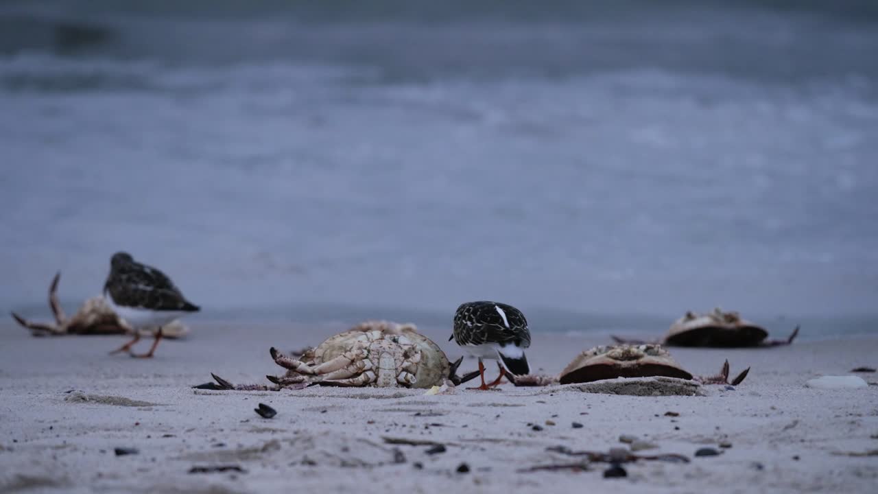 또 다른 일을 쫓다가 해변에서 게 잔해를 쪼아 먹습니다.
