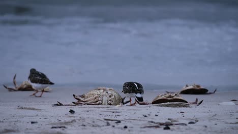 stint chasing away another stint then pecking crab remaings at a beach