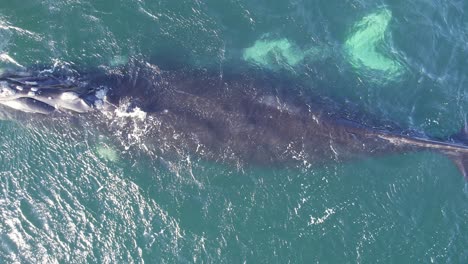mirando verticalmente hacia abajo a una madre y cría de ballena derecha del sur nadando en el océano atlántico de cerca