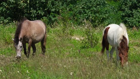 Zwei-Pferde-Rücken-An-Rücken-Gesehen,-Während-Sie-An-Einem-Windigen-Tag-Auf-Einem-Ackerland-In-Thailand-Gemeinsam-Grasen-Und-In-Die-Entgegengesetzte-Richtung-Davonlaufen